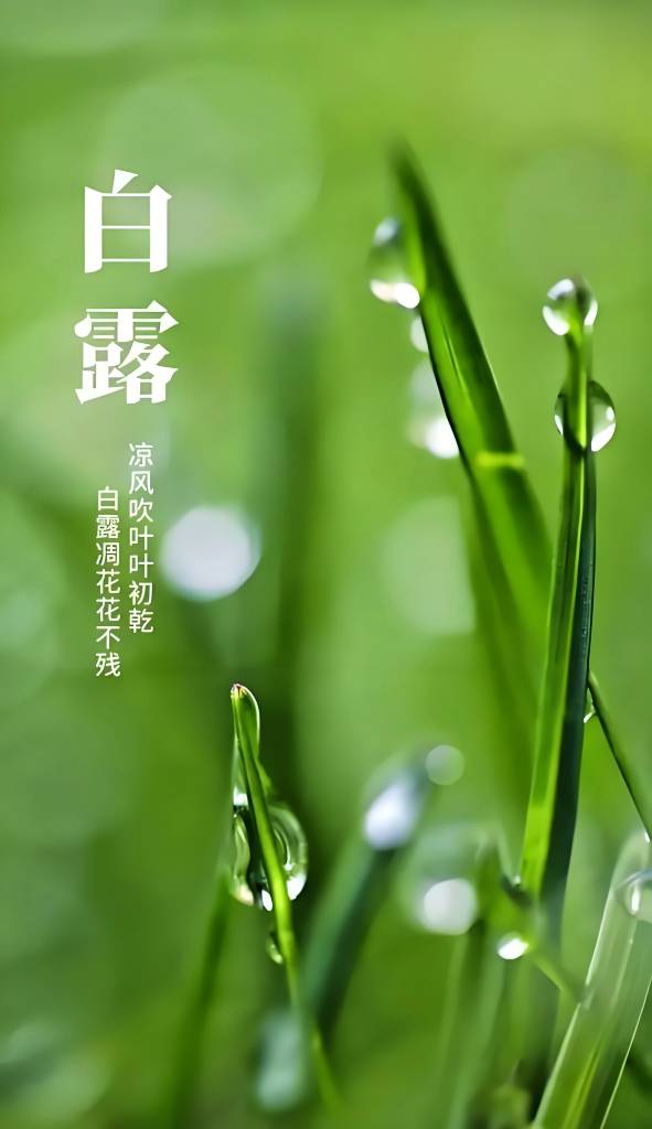 白露.jpg